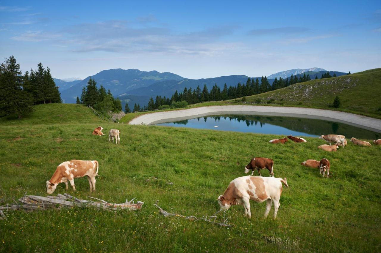 Hotel Planinka Ljubno Bagian luar foto